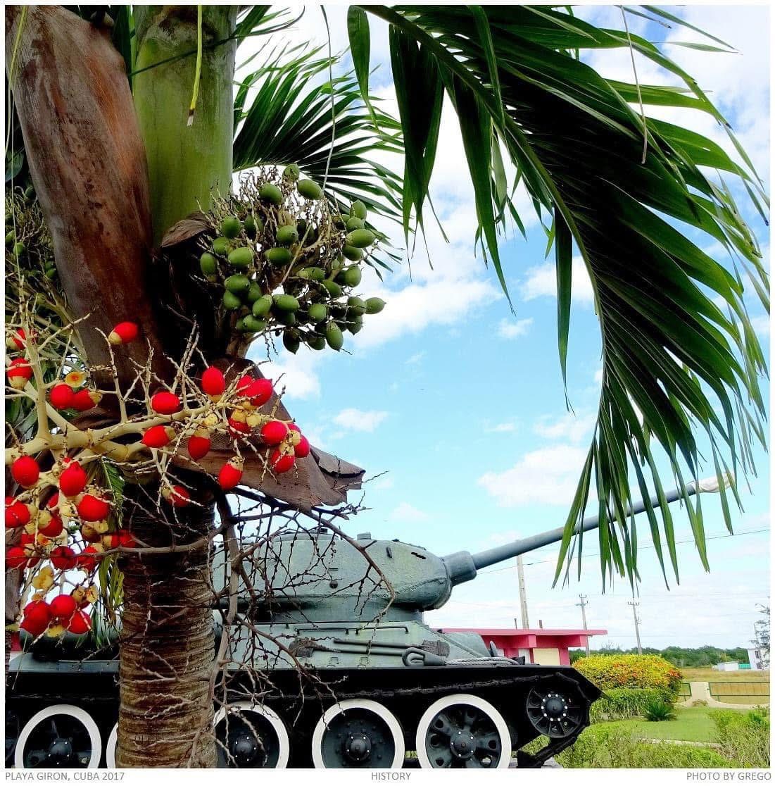 A tank behind a palm hung with red and green fruit