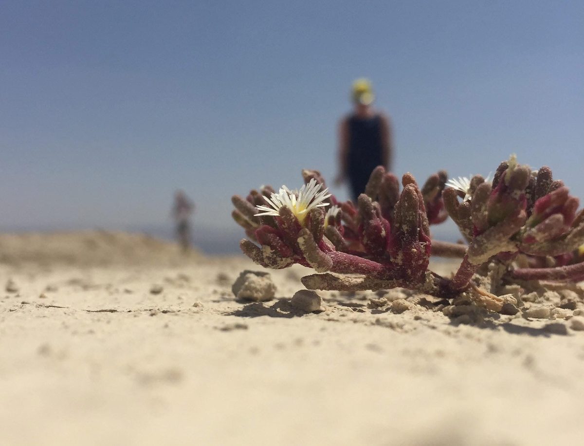 Ice plant flowering in beach sand