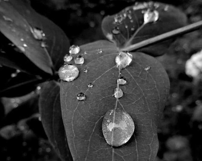 Raindrops on a leaf